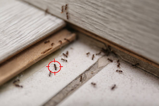 Best Local Pest Control Services  in Fayetteville, NC